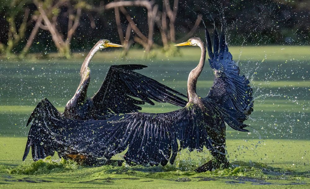 Photograph by Navjot Singh