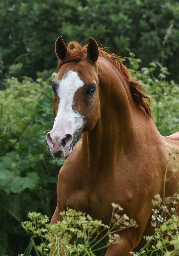 Рыжий жеребец