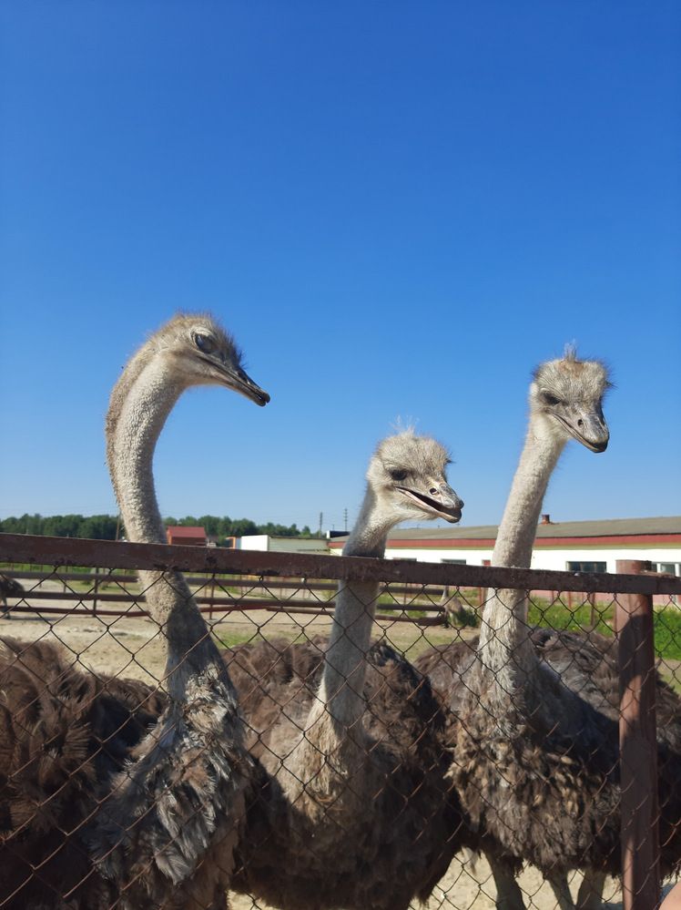 Ostriches