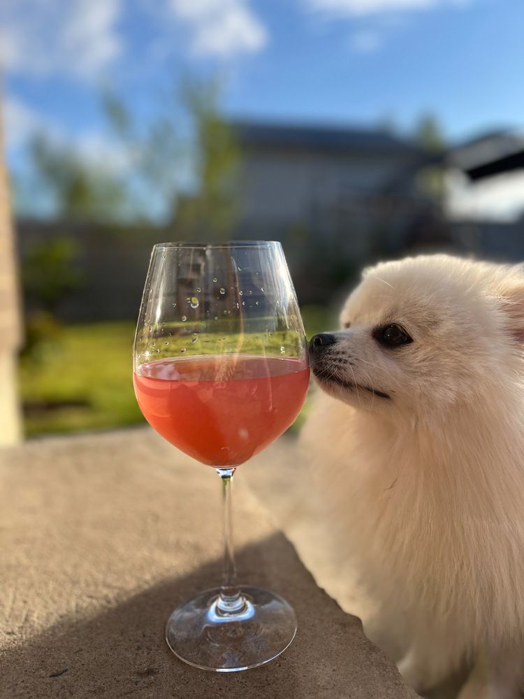 Dog and juice