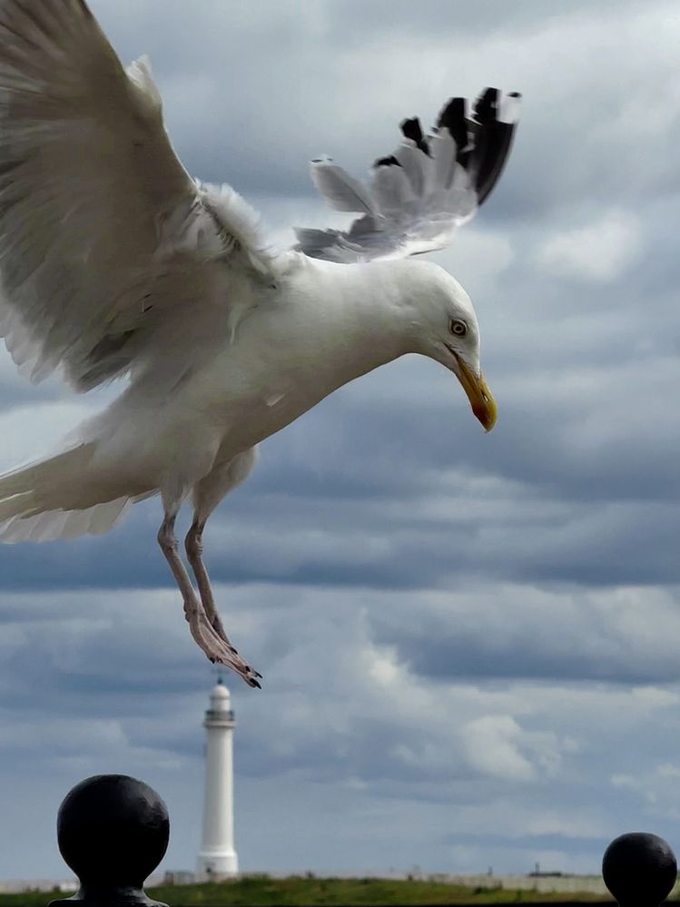 Фотография автора Elena Zeleranskaya