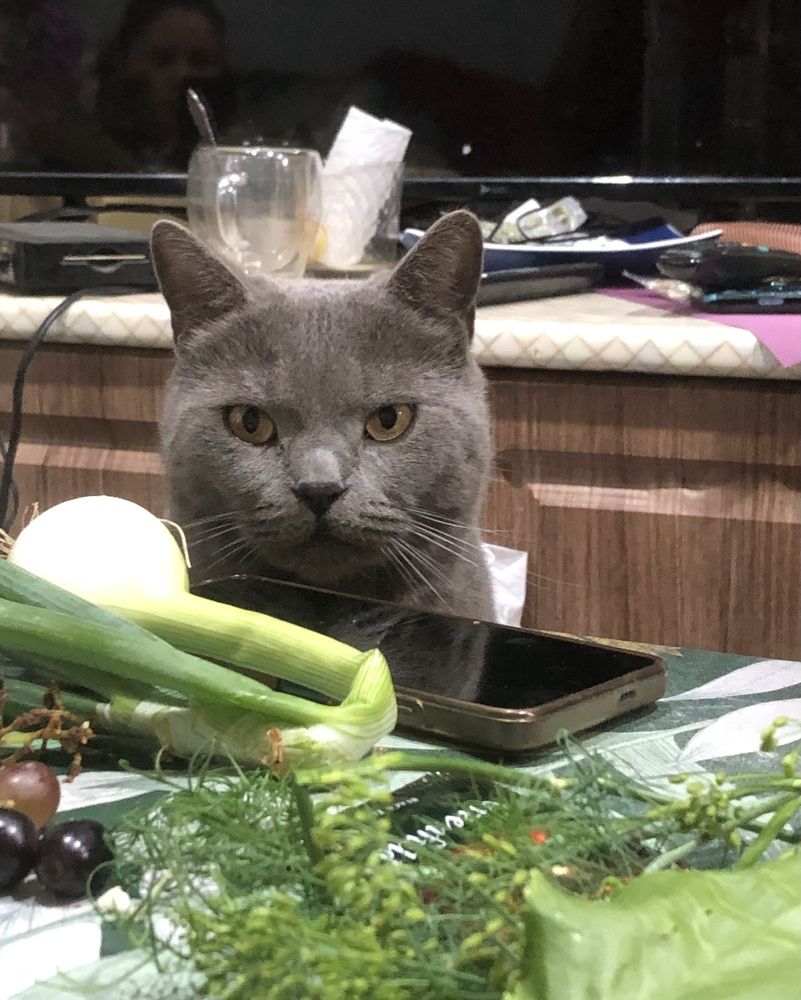 Фотография автора Светлана Терехова