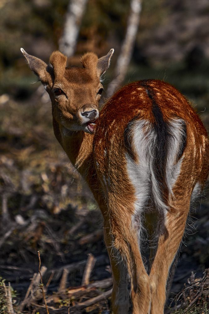 Photograph by Татьяна Полянская