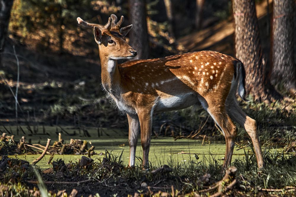 Photograph by Татьяна Полянская