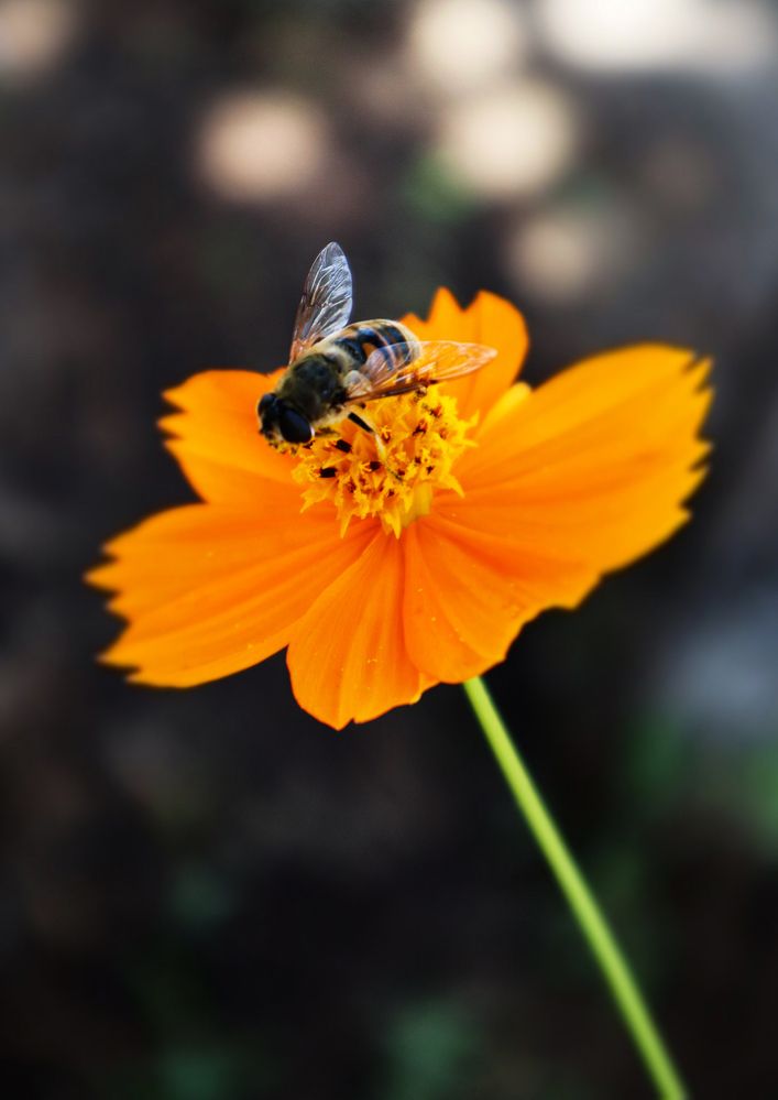 Photograph by Наиля Ахмедова