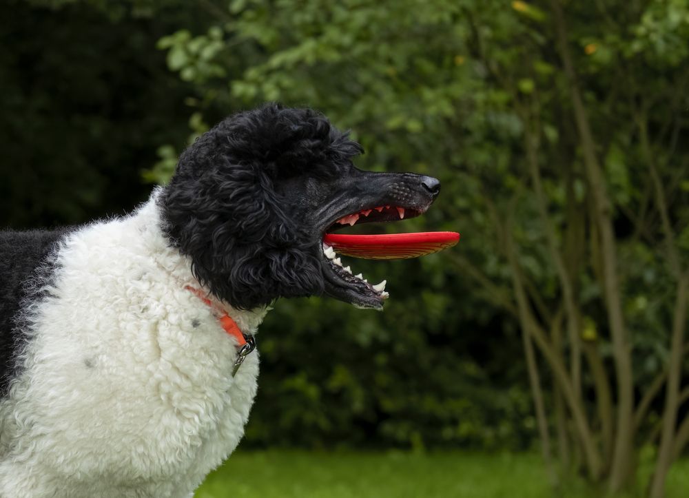 Пудель и летающая тарелка.