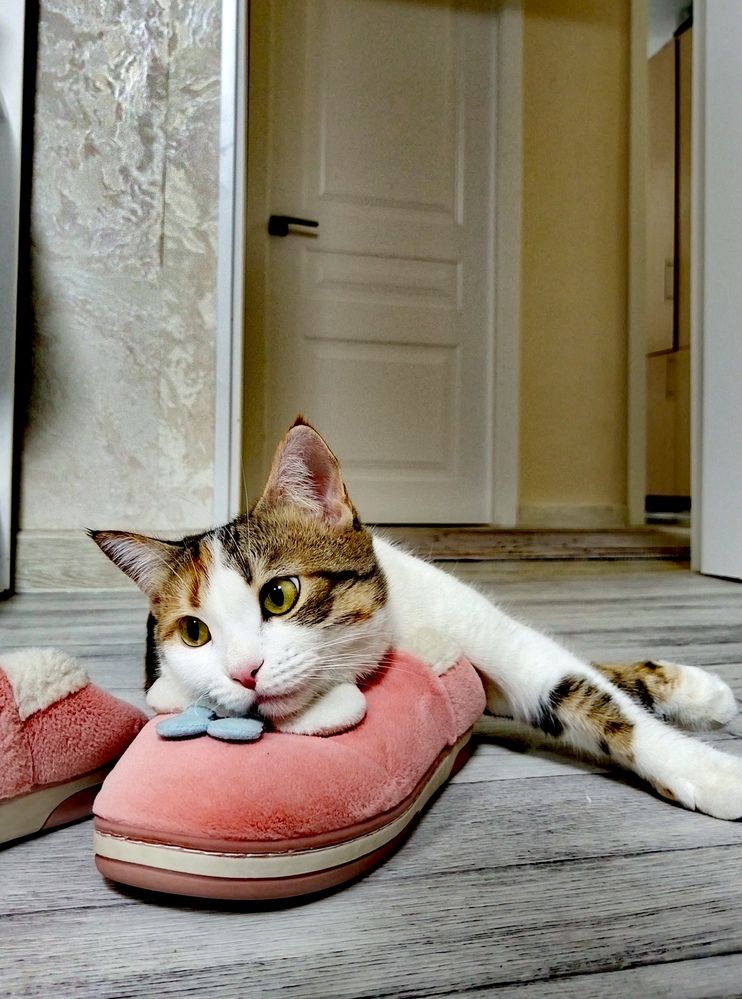 Маленькая привычка