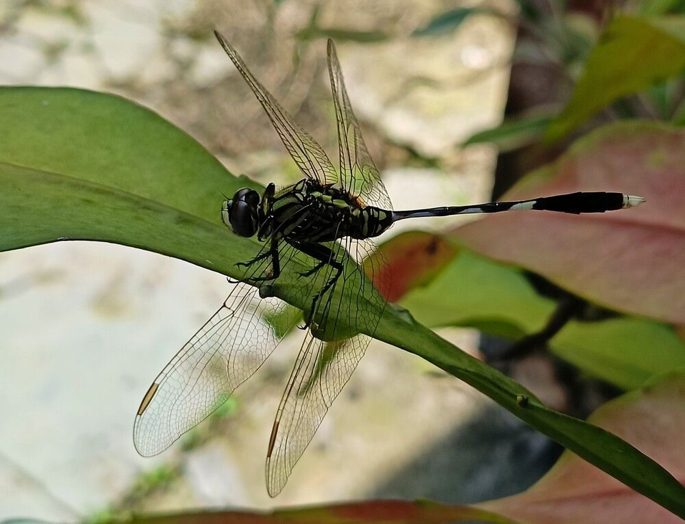 Photograph by Tina Gogoi