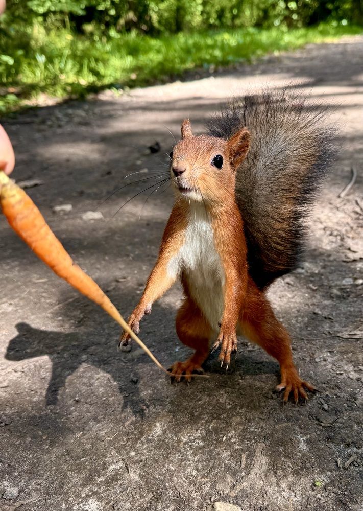 А где орешки для белочки?