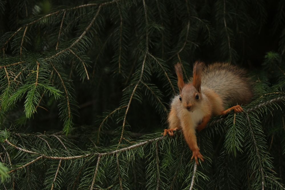 Photograph by Анастасия Медяникова