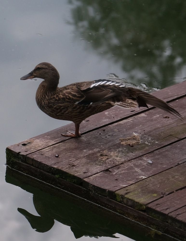 Photograph by Татьяна Гулакова
