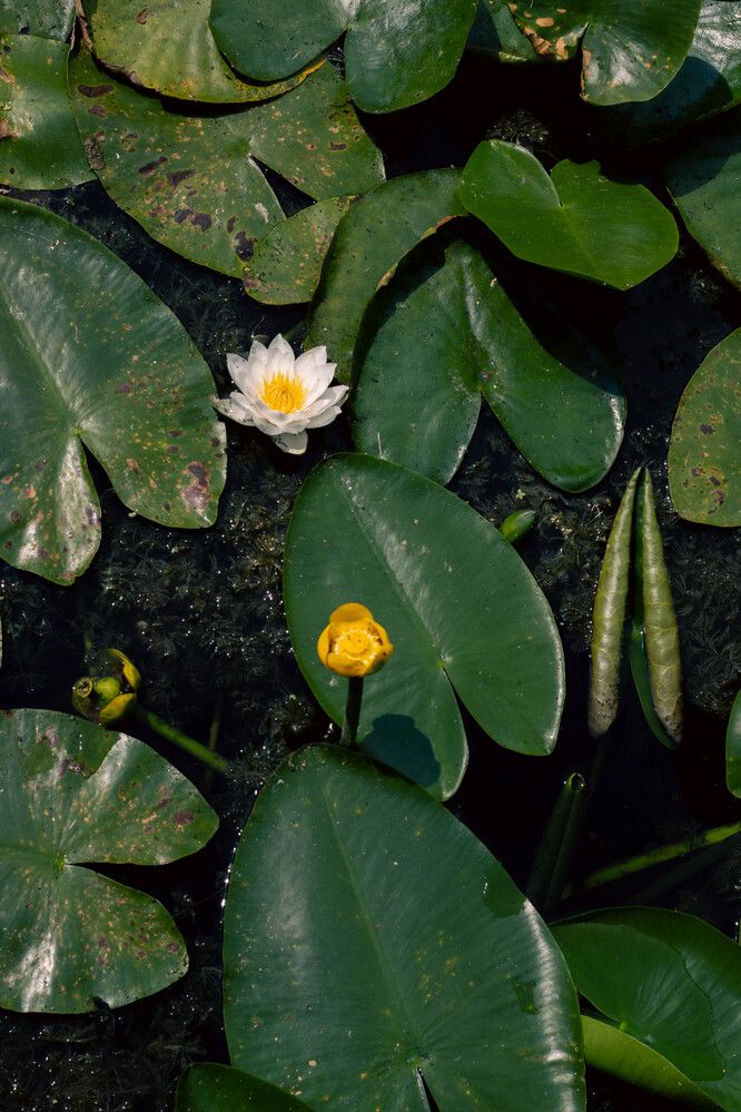 Photograph by Алина Шмакова