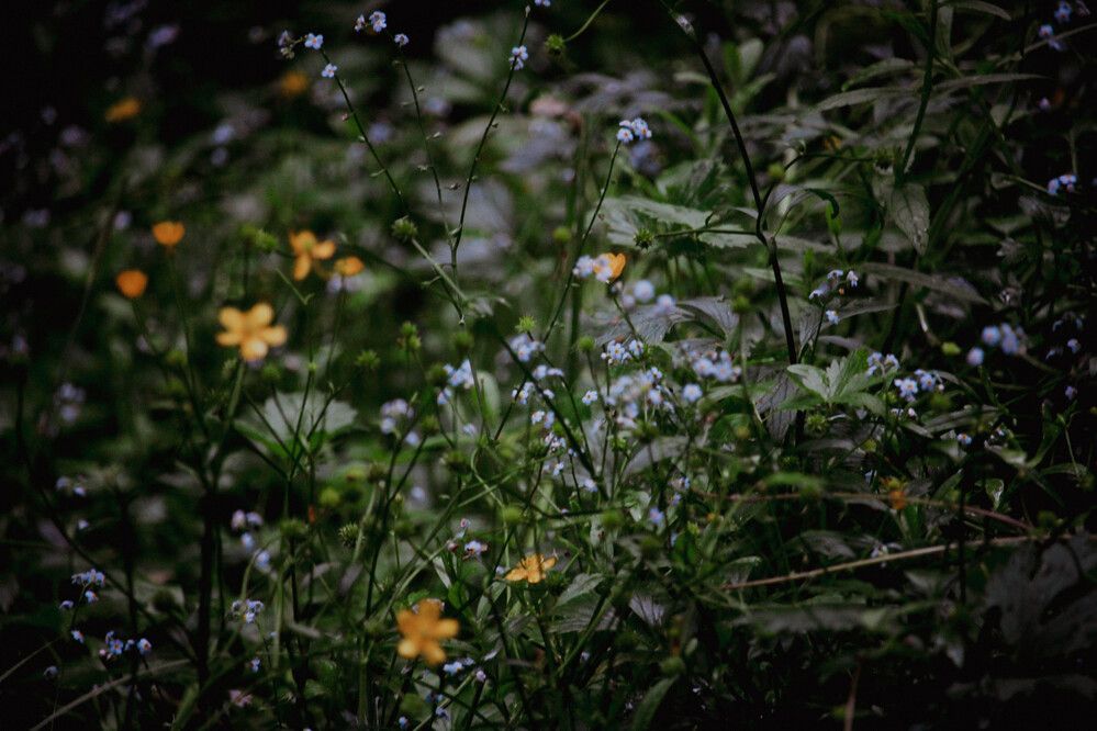 Photograph by Алина Шмакова