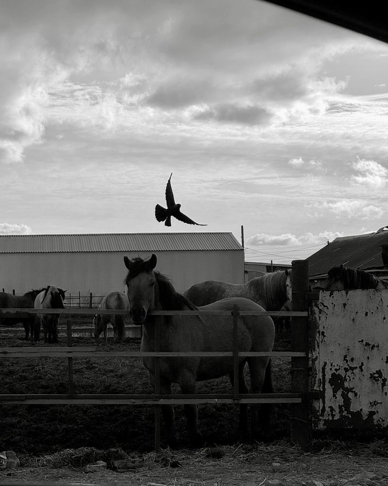 Photograph by Елизавета Прескенис
