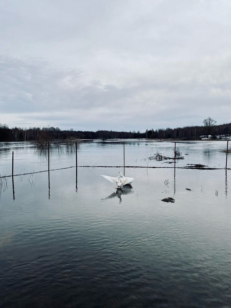 Photograph by Елизавета Прескенис