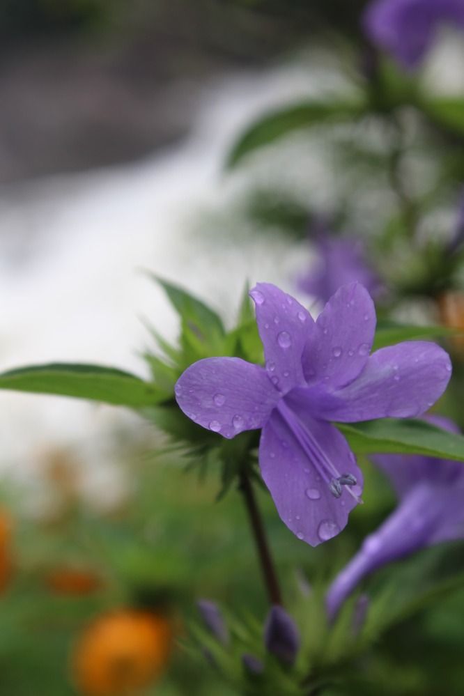 Photograph by C N Gopikadevi