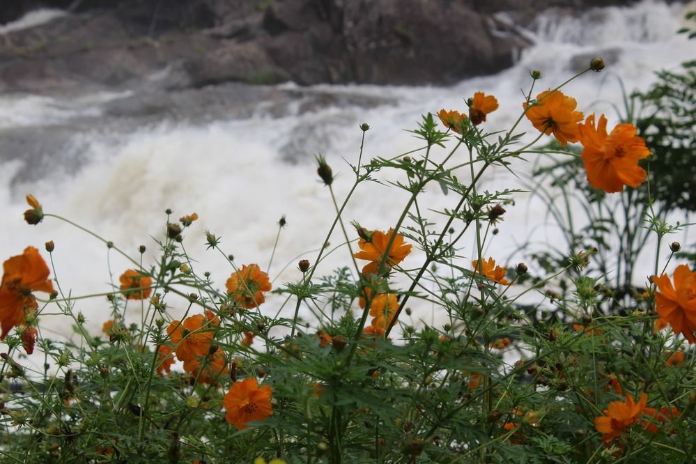 Photograph by C N Gopikadevi