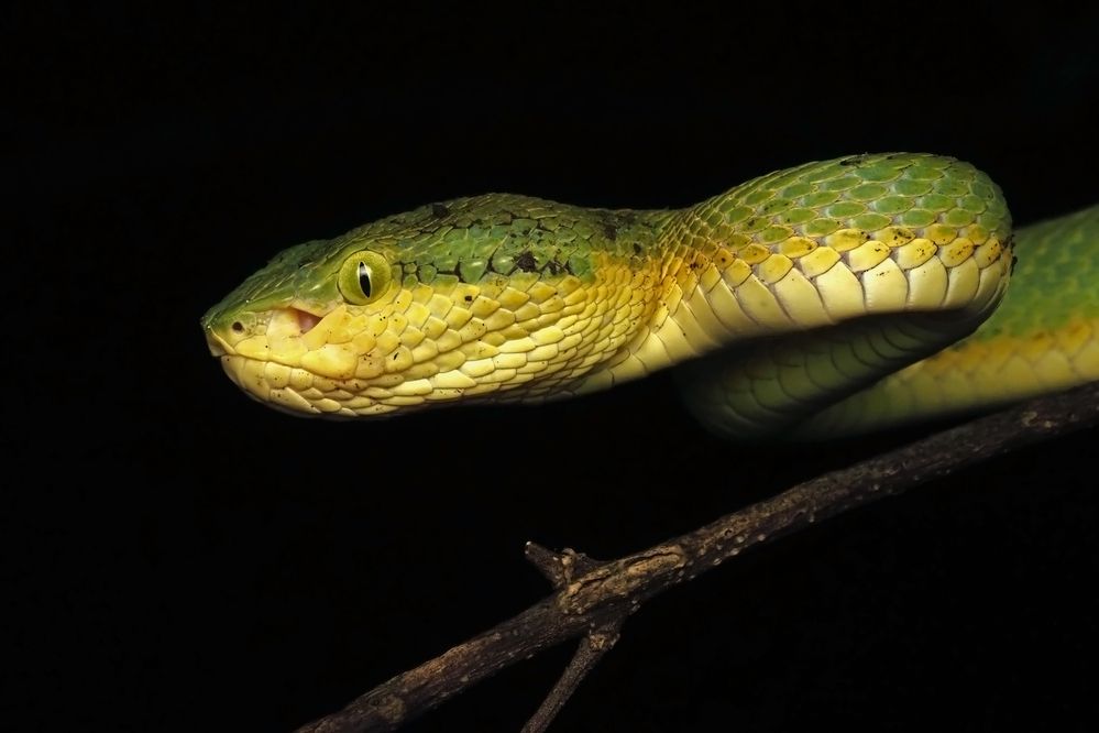 Closer Encounter with Viper