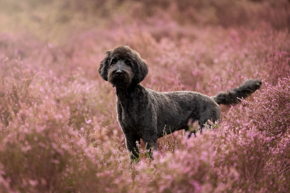 Photograph by Jettie Roest