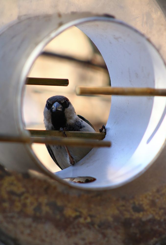 Photograph by Светлана Шуткова