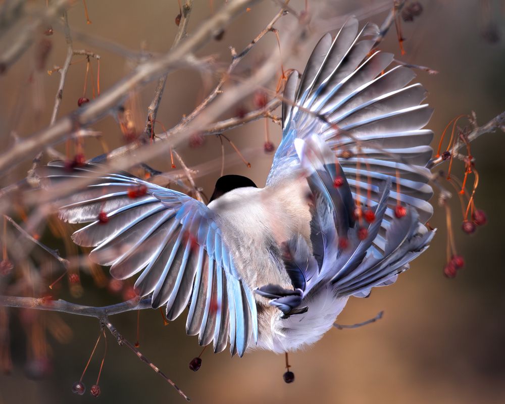 Голубая сорока, Cyanopica cyanus