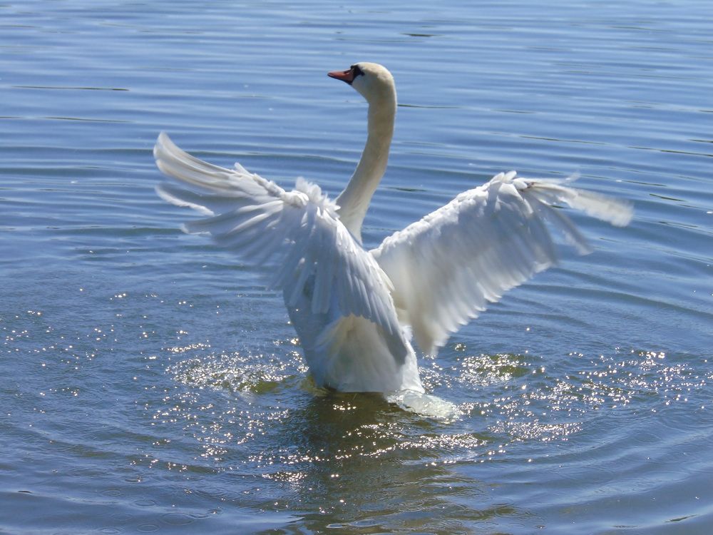 Я обнять хочу весь мир