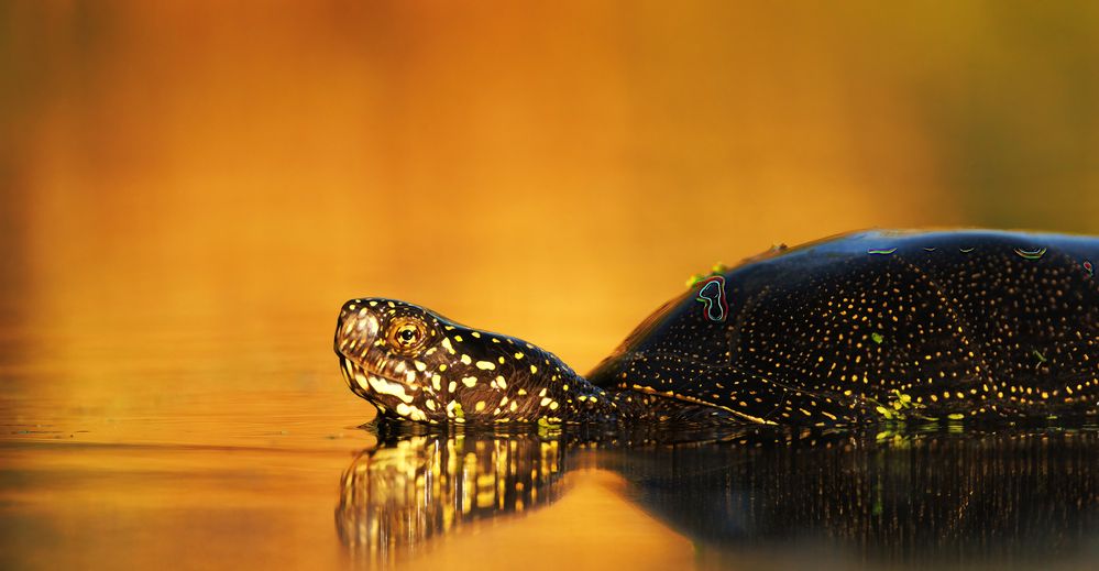 Photograph by Chris Brain