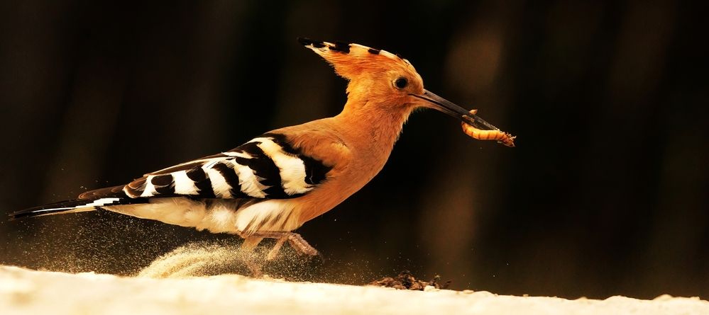 Hoopoe Food Run