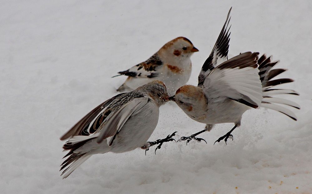 Photograph by Александр Велигура