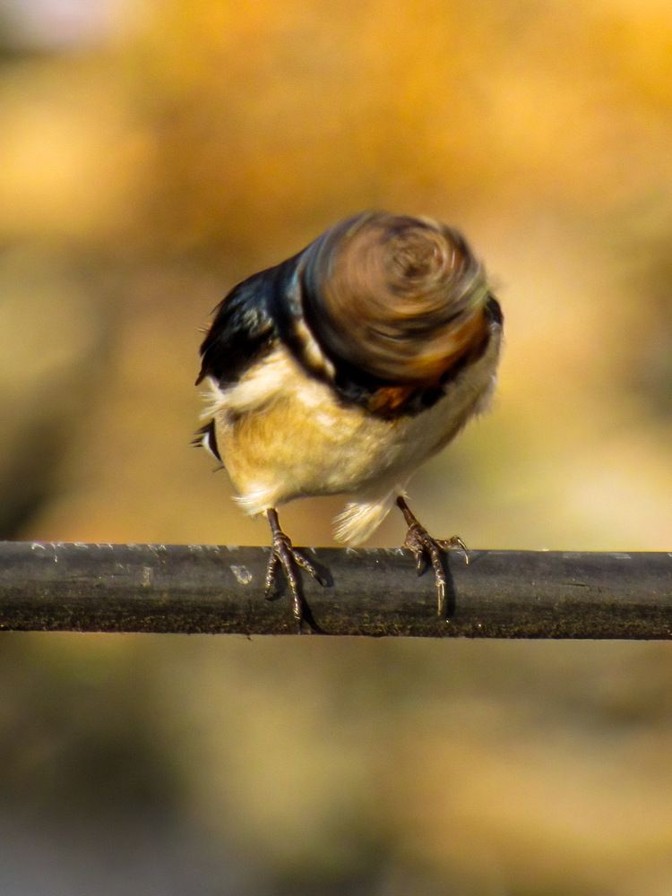 Photograph by Zinda Shaik Mohideen M