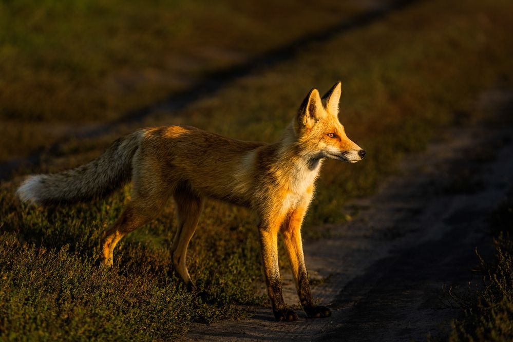 Photograph by Алексей Черников