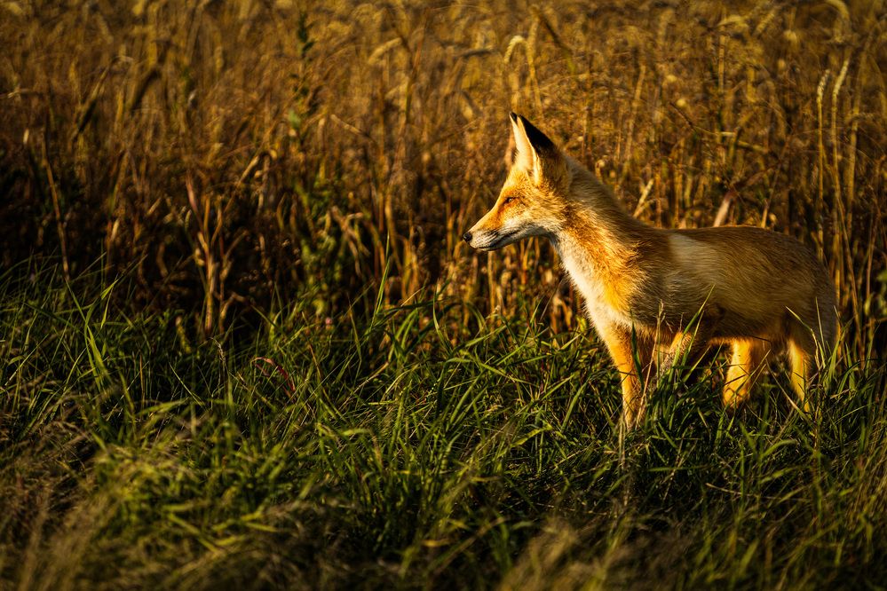 Photograph by Алексей Черников