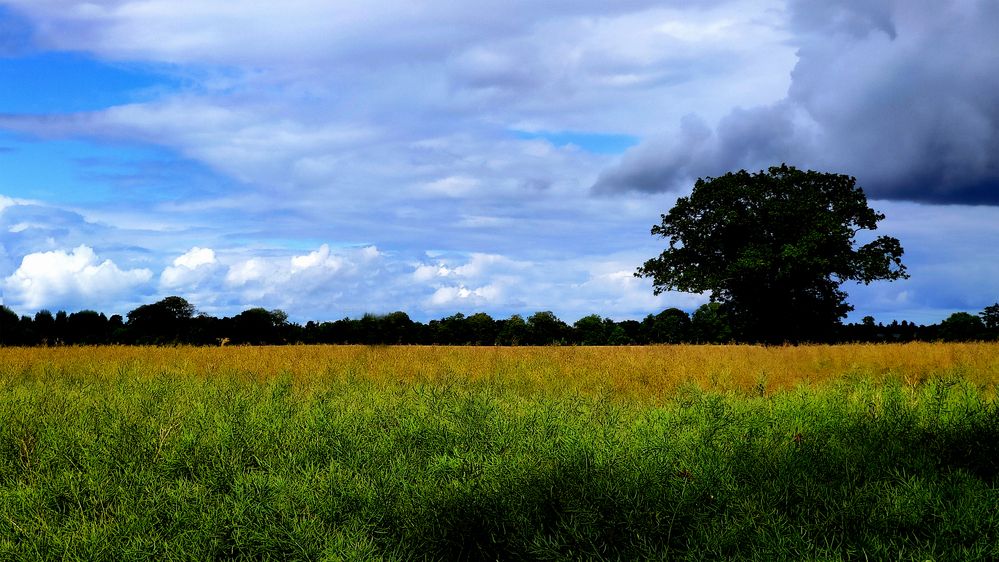 Photograph by Salih Aqeil