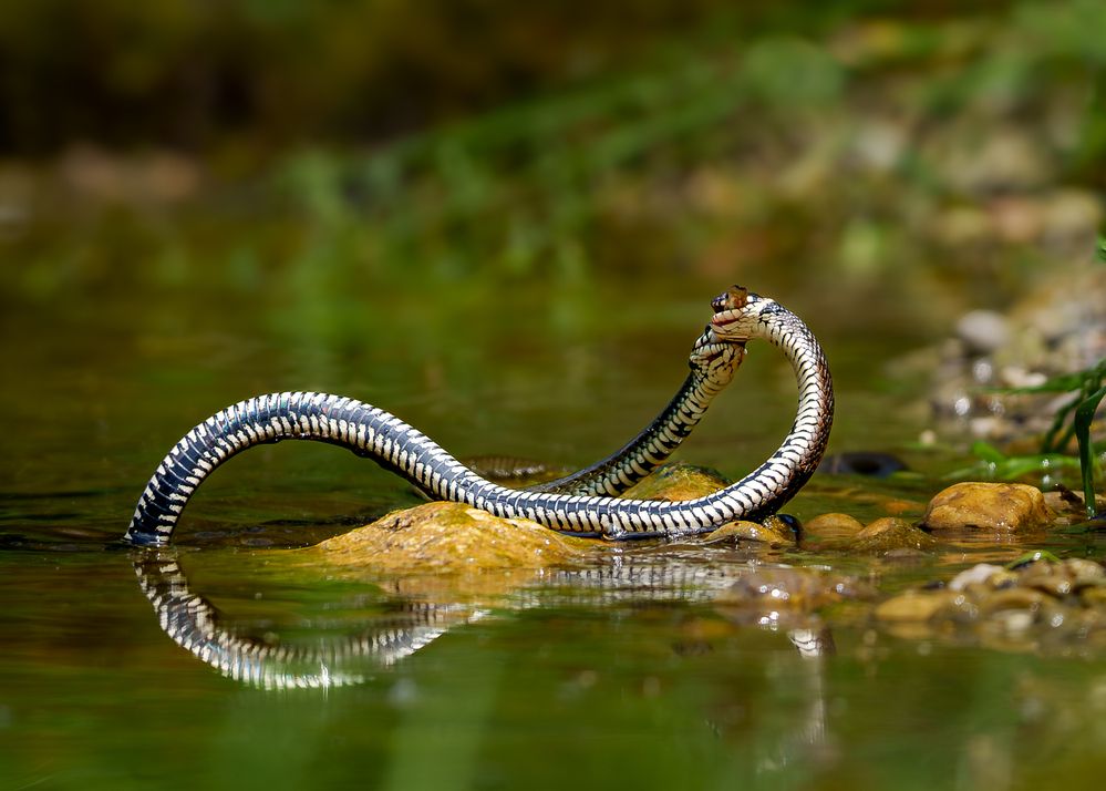 Photograph by Дорн Оксана