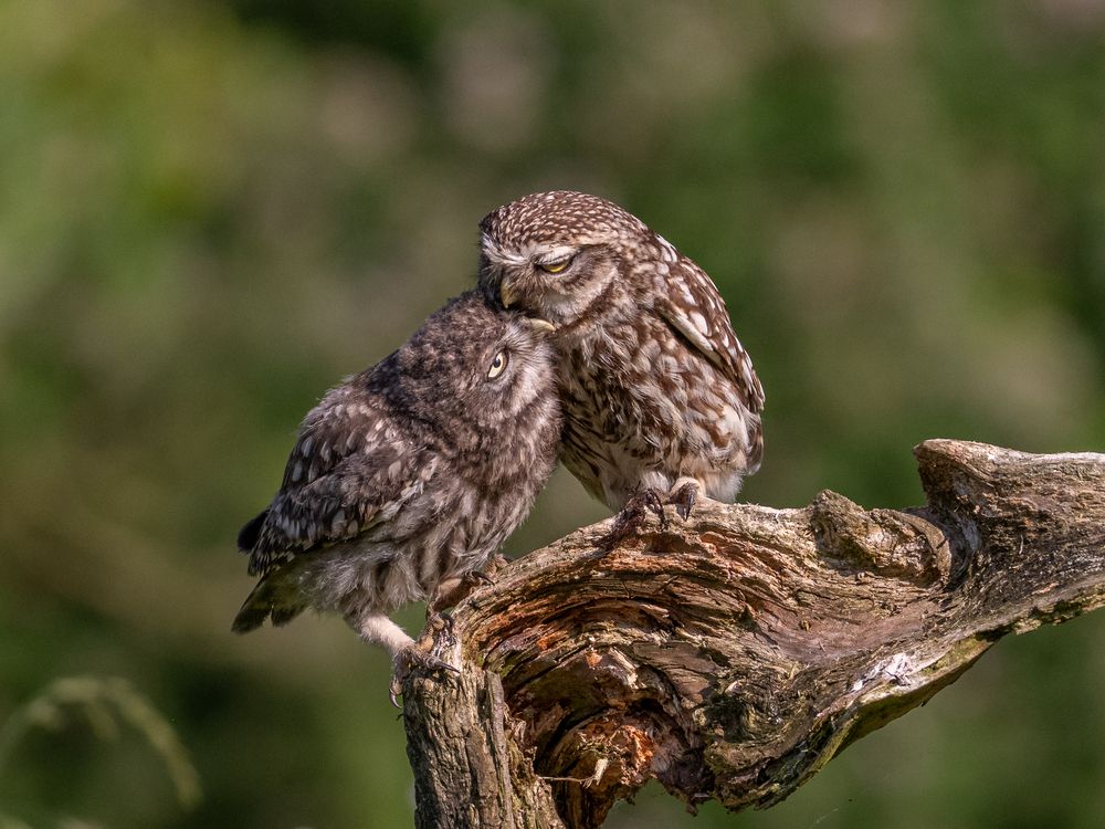 Photograph by Дорн Оксана