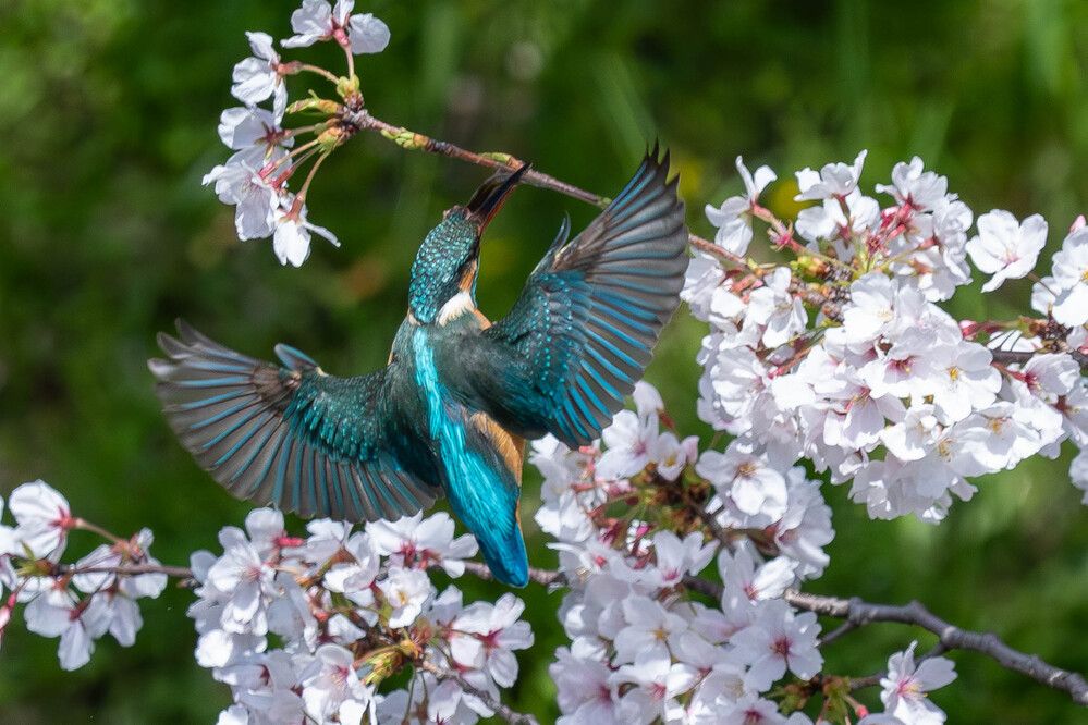Cherry Blossom Season Hunting