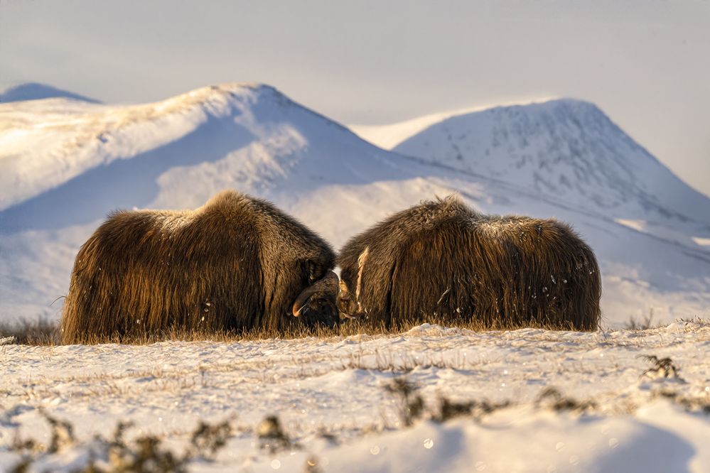 Photograph by Ernestas Balcikonis