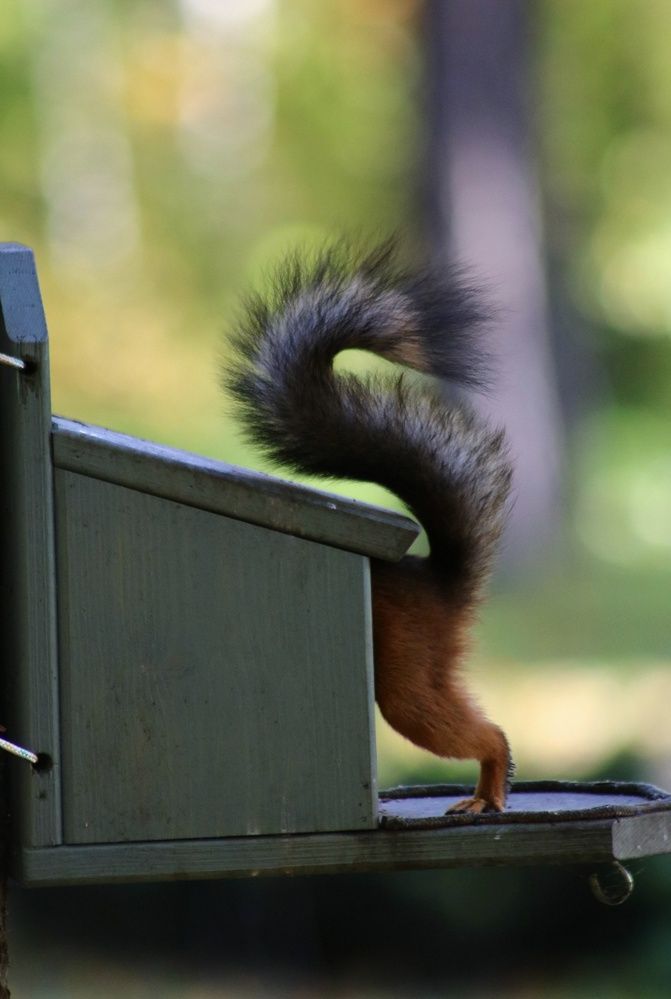 Photograph by Светлана Шуткова