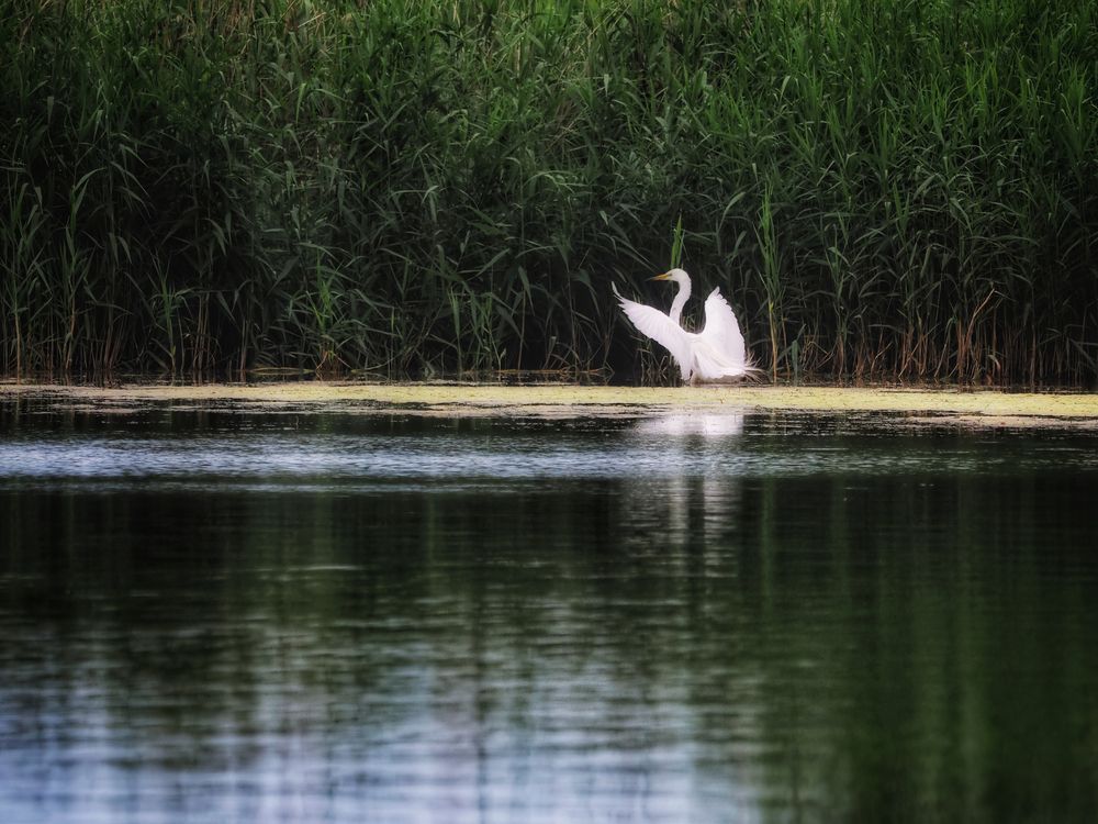 Photograph by Маргарита Смоленская