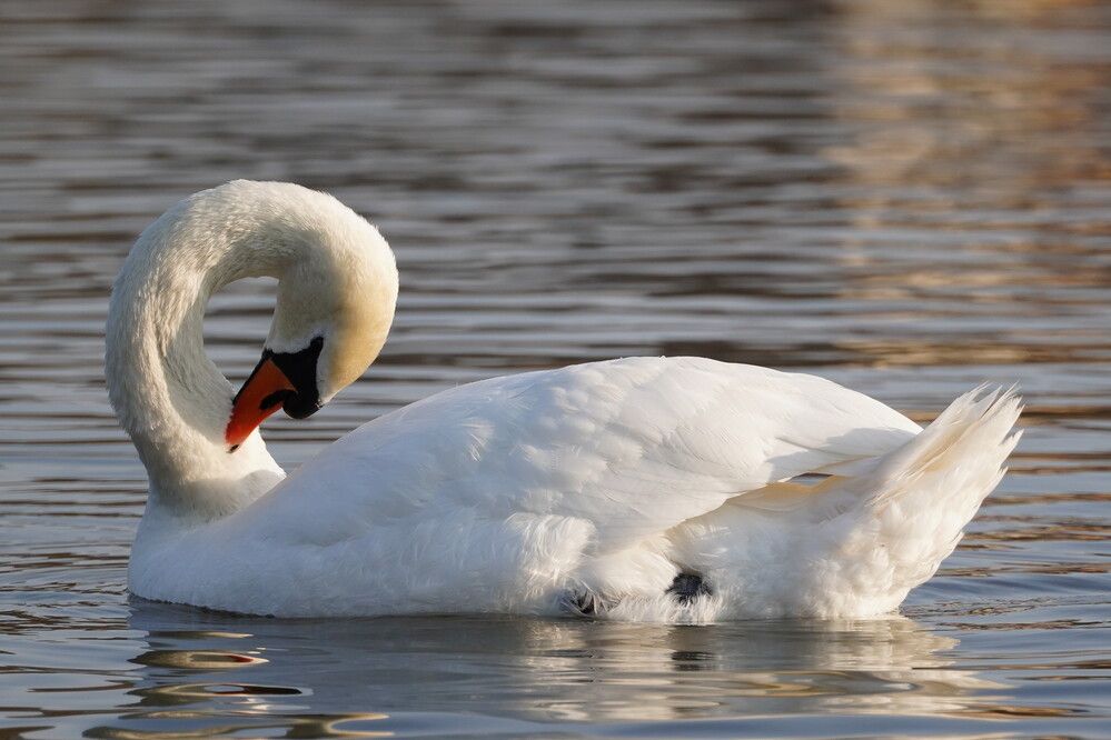 Фотография автора Sergej Roor