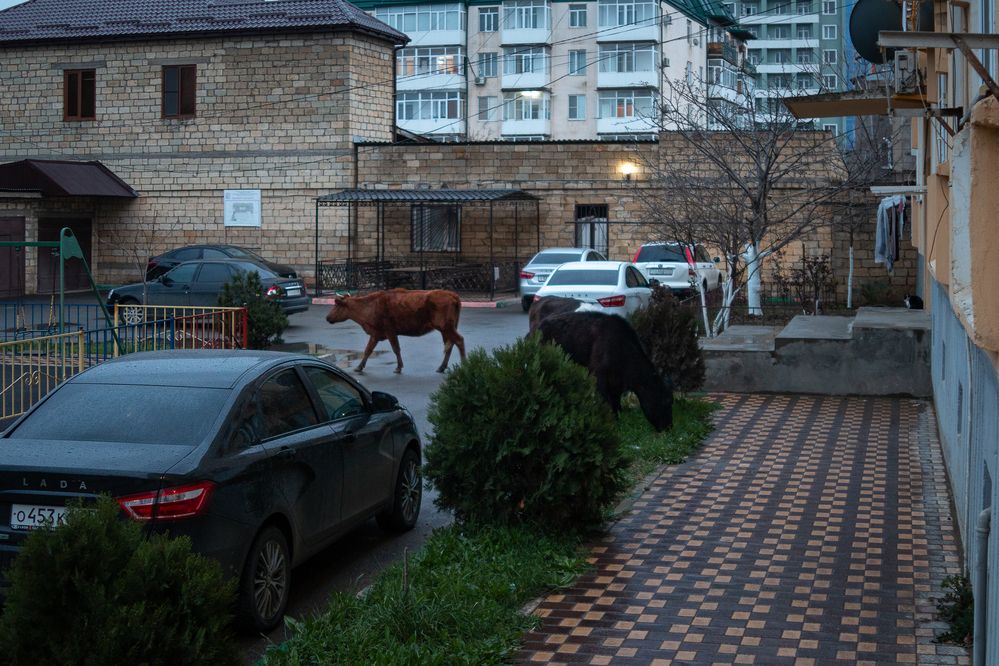 Photograph by Светлана Верзилина