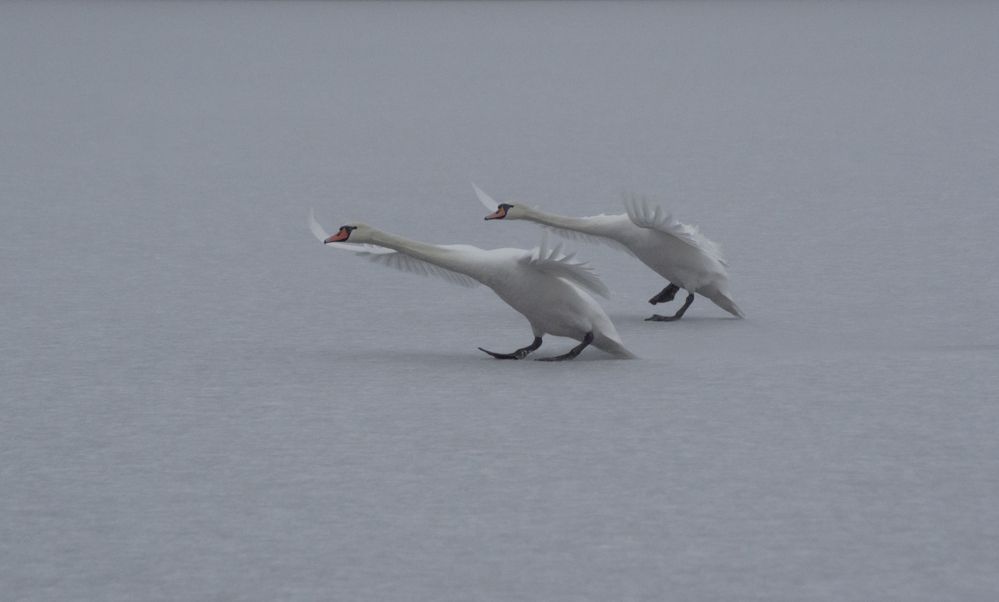 Photograph by Елена Кошелева