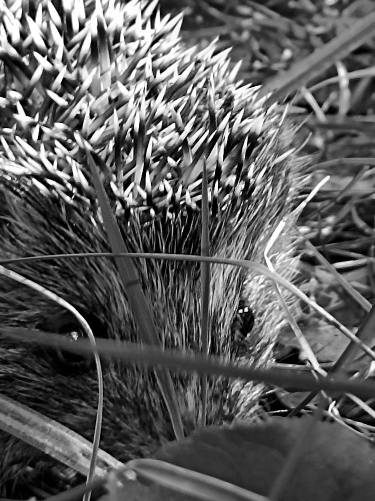 Доверчивый лесной взгляд