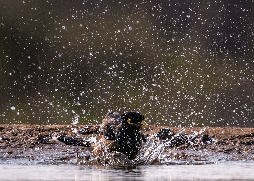 Splish Splash