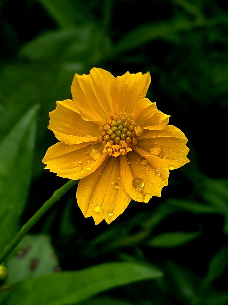 Photograph by Nikhil Raghuwanshi