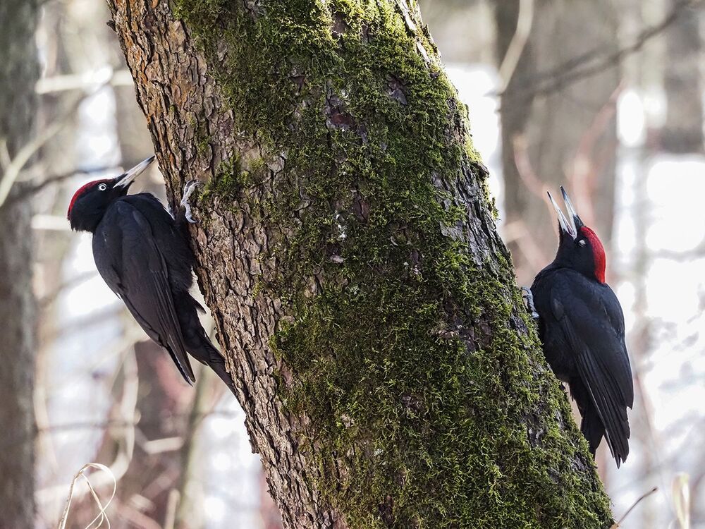 Photograph by Духанин Сергей