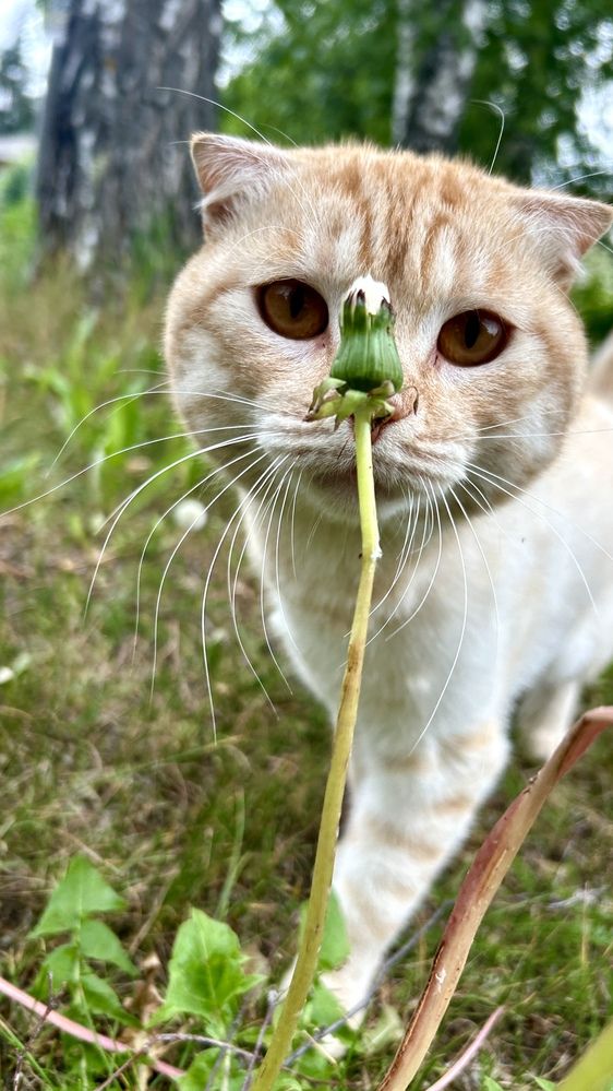 Photograph by Александра Чижова