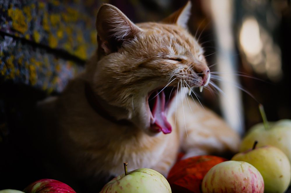 Photograph by Руслана Ковалевская