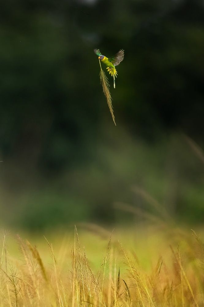 Фотография автора Sathyan KM