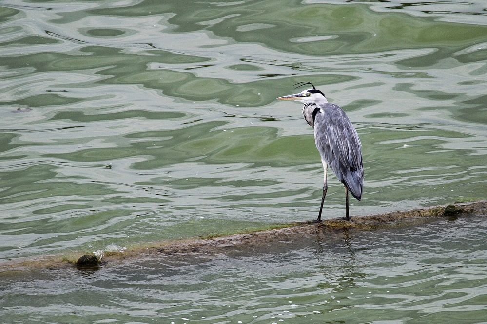 Фотография автора Александр Челмодеев
